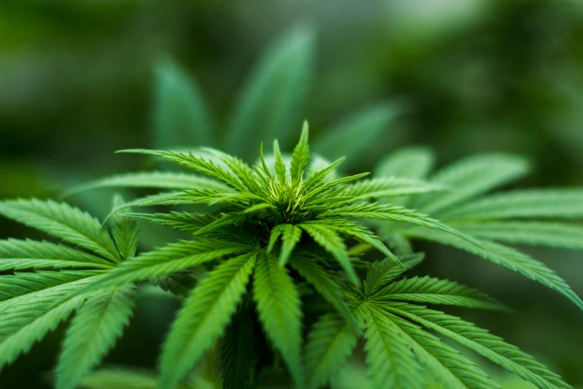 Offres Vibrant close-up of a cannabis plant showcasing lush green leaves and natural growth outdoors.